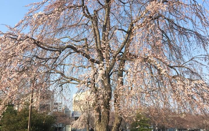 桜の季節ですよー！